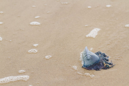 Portuguese Man O War Jellyfish on the beach od South padre, TX.