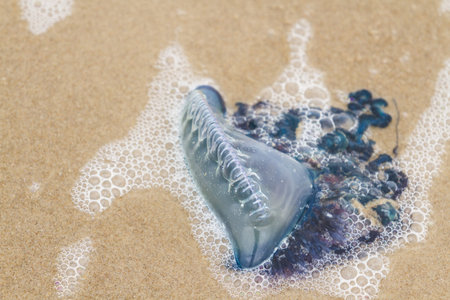 Portuguese Man O War Jellyfish on the beach od South padre, TX.の写真素材