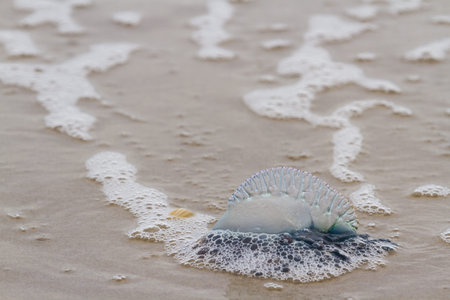 Portuguese Man O War Jellyfish on the beach od South padre, TX.