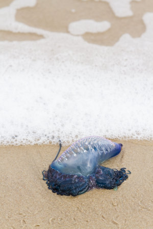 Portuguese Man O War Jellyfish on the beach od South padre, TX.
