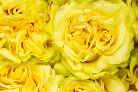 Fresh cut roses ready for Valentine's Day.の写真素材