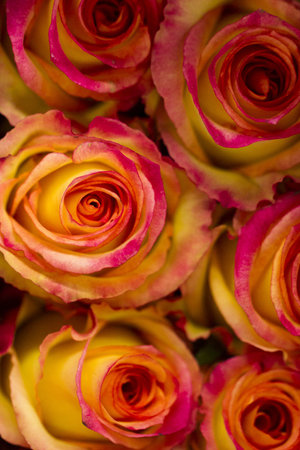 Fresh cut roses ready for Valentine's Day.の写真素材