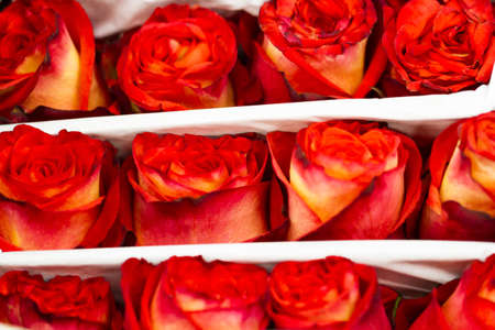 Fresh cut roses ready for Valentine's Day.の写真素材