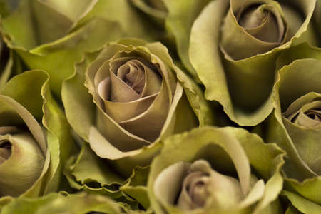 Fresh cut roses ready for Valentine's Day.の写真素材