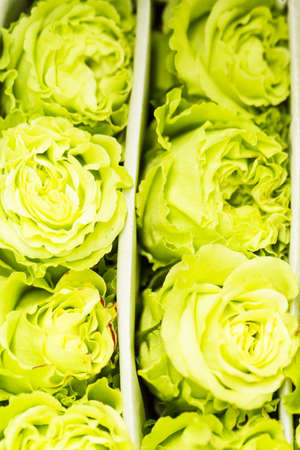 Fresh cut roses ready for Valentine's Day.の写真素材