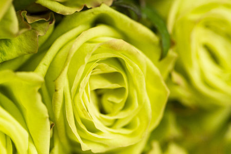 Fresh cut roses ready for Valentine's Day.の写真素材