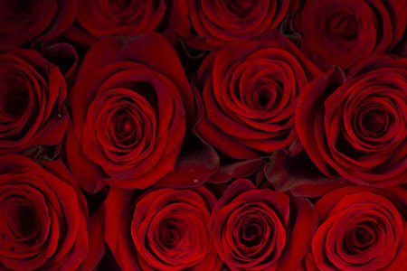 Fresh cut roses ready for Valentine's Day.の写真素材