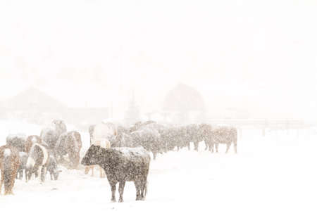 Cattle in the field during the snow storm.の写真素材