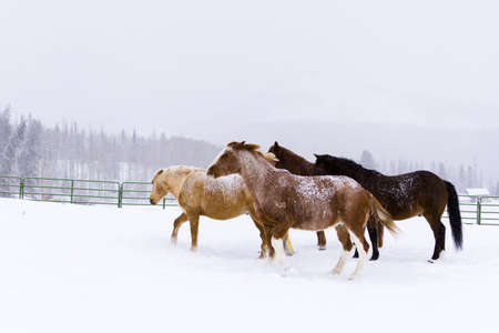 Horses in the snow on a small farm in Colorado.のeditorial素材