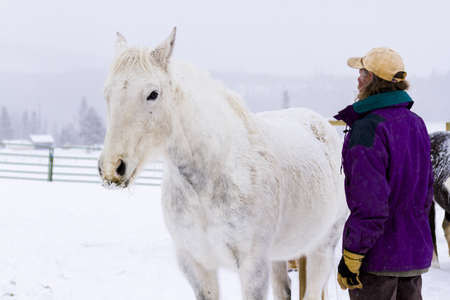 Horses in the snow on a small farm in Colorado.のeditorial素材
