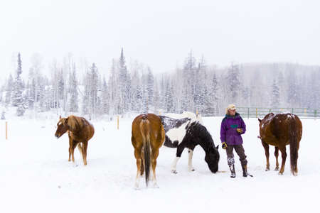 Horses in the snow on a small farm in Colorado.のeditorial素材