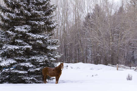 One brown horse standing near a large evergreen tree.の写真素材