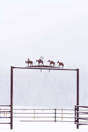 White horses in snow on the farm in Colorado.の写真素材