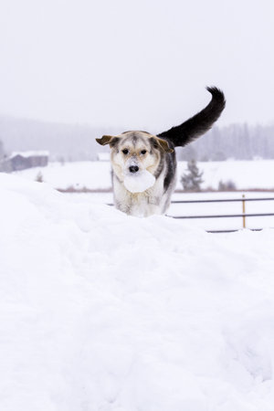 A young dog playing in the snow.