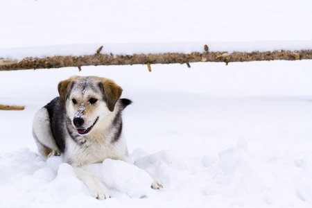 A young dog playing in the snow.の写真素材