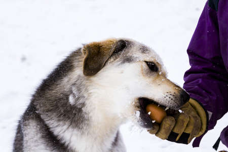 A young dog snacking on fresh farm eggs.の写真素材