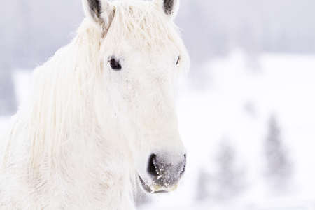 White horses in snow on the farm in Colorado.の写真素材