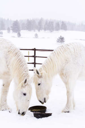 White horses in snow on the farm in Colorado.の写真素材