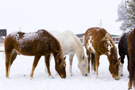 Horses in the snow on a small farm in Colorado.の写真素材