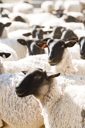 Suffolk sheep on a local farm in Spring.