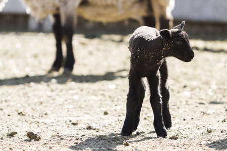 Suffolk lamb on a local farm.の写真素材