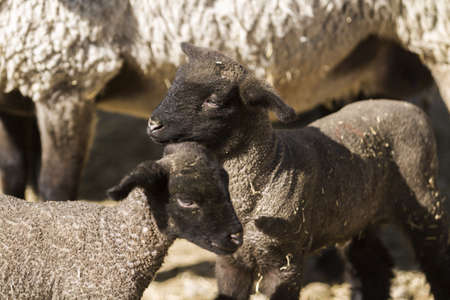 Suffolk sheep with lamb on a local farm in Spring.の写真素材