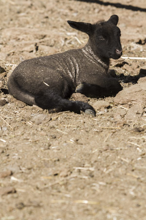 Suffolk lamb on a local farm.の写真素材