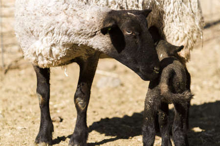 Suffolk sheep with lamb on a local farm in Spring.の写真素材