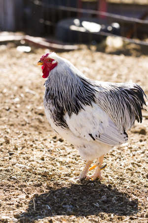 Free rrange  chickens on organic farm.の写真素材