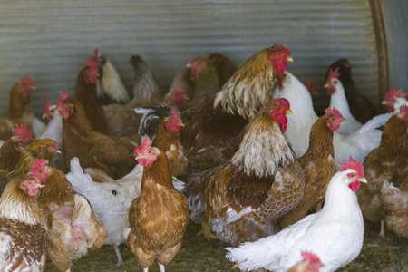 Free rrange  chickens on organic farm.