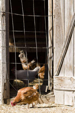Free rrange  chickens on organic farm.の写真素材