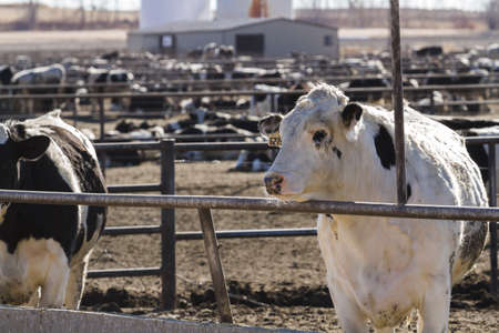 A big herd of cattle in outdoor feedlot in Colorado.のeditorial素材