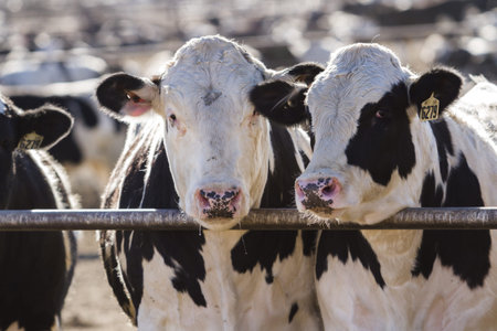 A big herd of cattle in outdoor feedlot in Colorado.のeditorial素材