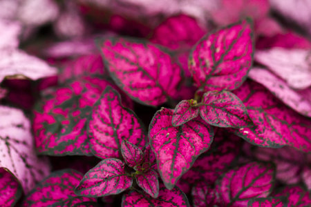 Pink plant on the display in off season.