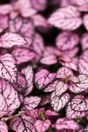 Pink plant on the display in off season.の写真素材