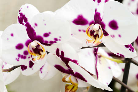 Close up of colorful orchid plants in full blossom.の写真素材