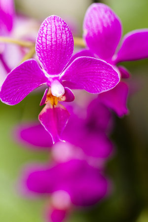 Close up of colorful orchid plants in full blossom.