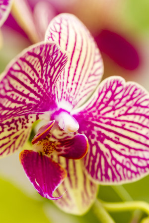 Close up of colorful orchid plants in full blossom.の写真素材