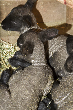Newly born suffolk lamb on a local farm.の写真素材