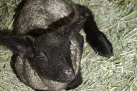 Newly born suffolk lamb on a local farm.の写真素材
