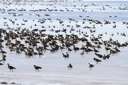 Canada geese migration at Barr Lake State Park, Colorado.の写真素材