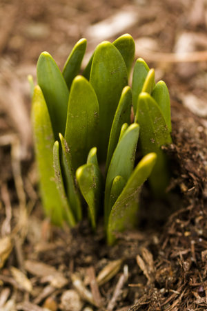 Shoots of daffodils breaking Spring ground.の写真素材