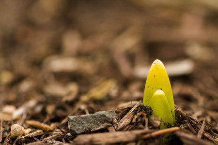 Shoots of daffodils breaking Spring ground.