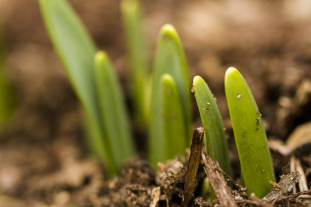 Shoots of daffodils breaking Spring ground.の写真素材