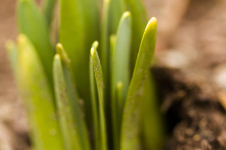 Shoots of daffodils breaking Spring ground.