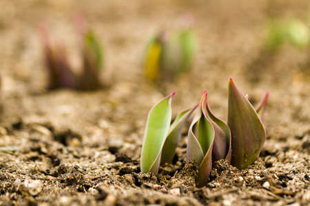 Shoots of tulips breaking Spring ground.の写真素材