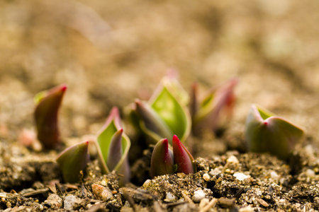 Shoots of tulips breaking Spring ground.の写真素材