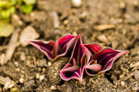 Shoots of tulips breaking Spring ground.の写真素材