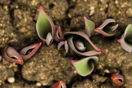 Shoots of tulips breaking Spring ground.の写真素材