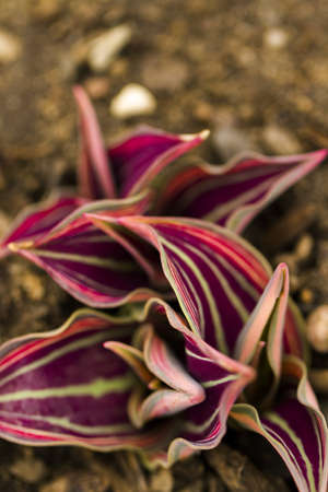 Shoots of tulips breaking Spring ground.の写真素材